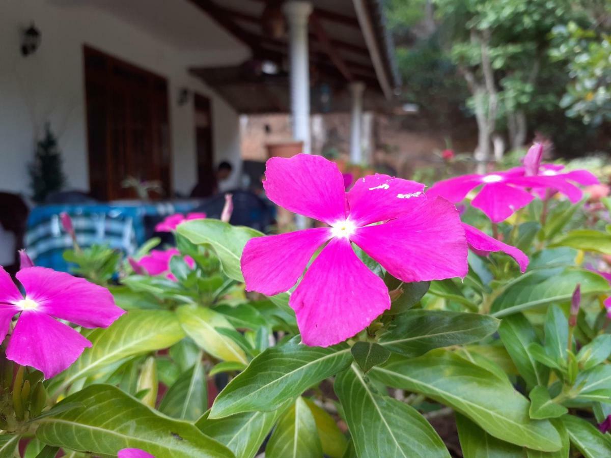 Secret Nest Homestay Ella Exterior photo